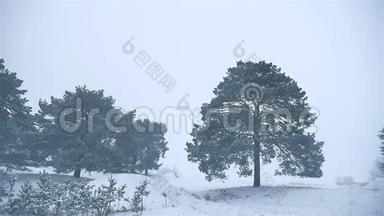 暴风雪森林下雪冬季自然暴风雪，圣诞树和松林景观